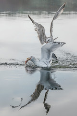 Two Caspian Gulls (Larus cachinnans) fight grapple with each other as they try to steal fish. Oder delta in Poland, europe.