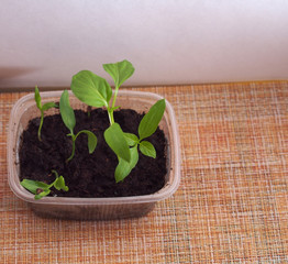 Pepper seedlings grow in a transparent plastic container.