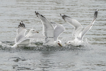 Fototapeta na wymiar Caspian Gulls (Larus cachinnans) fight grapple with each other as they try to steal fish. Oder delta in Poland, europe.