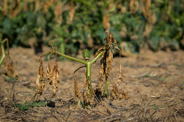 Old Datura field in Czech Moravia on a beautiful sunny day