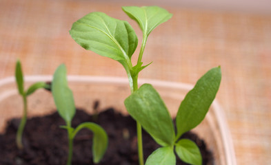 Pepper seedlings grow in a transparent plastic container.