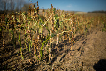 Obraz premium Old Datura field in Czech Moravia on a beautiful sunny day