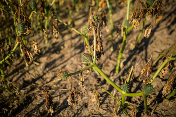 Old Datura field in Czech Moravia on a beautiful sunny day