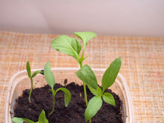 Pepper seedlings grow in a transparent plastic container.
