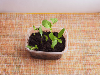 Pepper seedlings grow in a transparent plastic container.