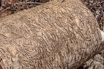Close-up of insect-eaten tree