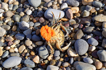 Dead shore crab (Carcinus maenas) female on the pebble beach still carrying eggs.