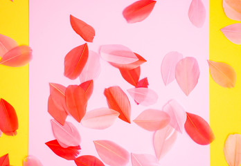 Colored feathers on colorful background