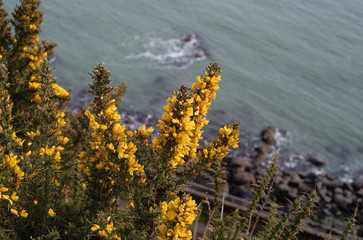 Yellow blossoms of the Western Gorse (Ulex europaeus) against the Irish Sea. View from the Bray to Greystones Cliff walk trail.