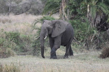 African elephant in Serengeti National Park, Tanzania