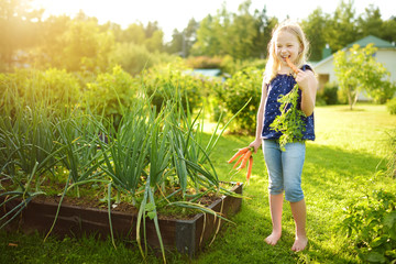 Cute young girl holding a bunch of fresh organic carrots. Child harvesting vegetables in a garden. Fresh healthy food for small kids.