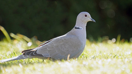 a collared dove in green grass in the garden on a sunny day in spring