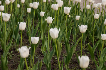 Tender white tulip flowers are blossom in the spring garden on the background with green leaves. White as a symbol of purity and  innocence 