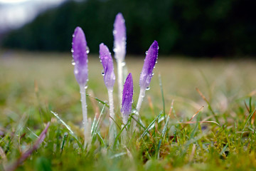 purple crocus flowers in the morning on a rainy day