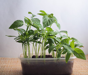 Pepper seedlings grow in a transparent plastic container.