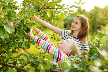 Cute young girls harvesting apples in apple tree orchard in summer day. Children picking fruits in a garden. Fresh healthy food for small kids.