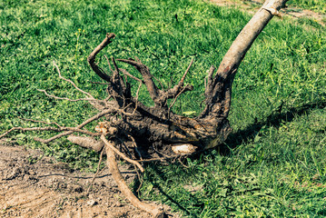 The root of the dead apple tree. 