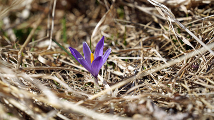 a small purple crocus flower in dry brown grass