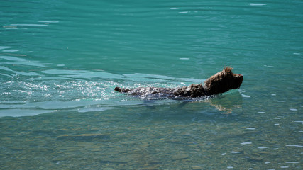 Naklejka premium dog is swimming in a mountain lake with turquoise glacier water