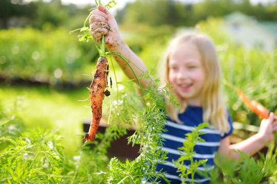 Cute Young Girl Holding A Bunch Of Fresh Organic Carrots. Child Harvesting Vegetables In A Garden. Fresh Healthy Food For Small Kids.