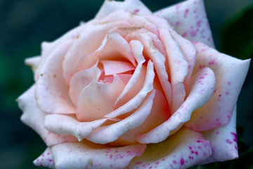 close-up of a pink rose in autumn,detail