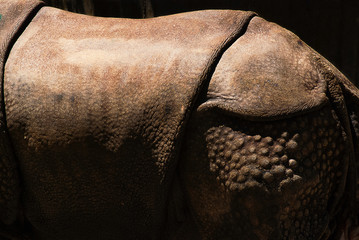 Indian Rhino Close-up