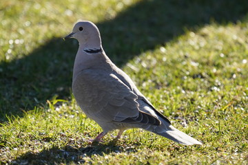 a collared dove in green grass in the garden on a sunny day in spring