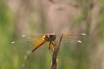 dragonfly on a blurred background sitting on a grass-blade close up.