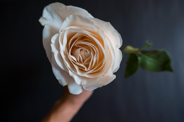 top view of White Rose, on a black background, up close