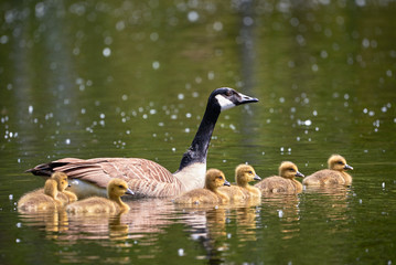 Canada Goose with Chicks ( Branta Canadensis ) in Lake, Teverener Heide Natural Park, Germany