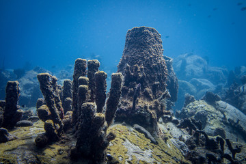 Plongée sous-marine