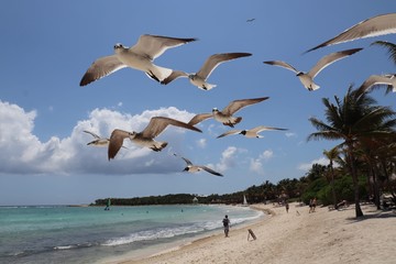M&ouml;wen am Strand