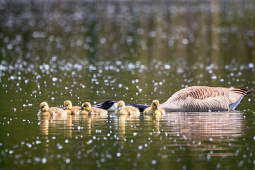 Canada Goose with Chicks ( Branta Canadensis ) in Lake, Teverener Heide Natural Park, Germany