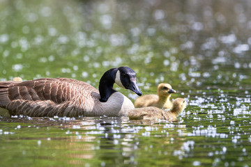 Canada Goose with Chicks ( Branta Canadensis ) in Lake, Teverener Heide Natural Park, Germany
