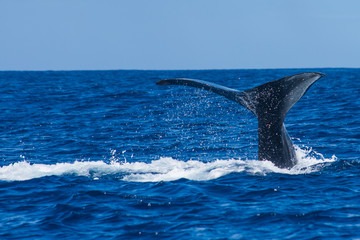 Naklejka premium Nageoire