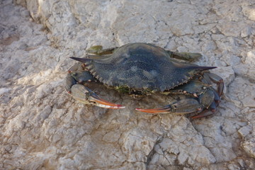  Underwater photos from Albania