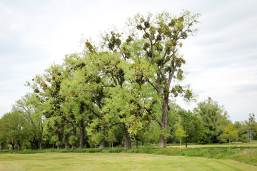 Mistel (Mistel) - Bälle auf Bäumen, ein wachsender Parasit. Mistelbefall auf einer Birke vor dem Hintergrund einer sommerlichen Ansicht des blauen Himmels von unten.