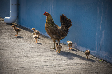 Famille de poule