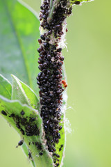 Nahaufnahme von vielen schwarzen Blattläusen an einer Pflanze