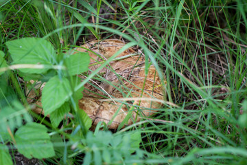 Nahaufnahme von Pilzen im Wald