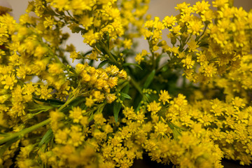 Full frame goldenrod flower closeup