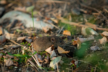Field mouse walking on the ground between the grass