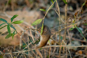Field mouse climbing on branches in thickets