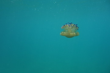  Underwater photos from Albania