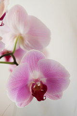 soft close up of blooming orchid
