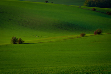 Naklejka premium Deer in the green Czech Moravian fields