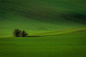 Naklejka premium Deer in the green Czech Moravian fields