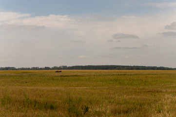 Meadow in the early autumn. Dry plants around. Green trees far away. Morning
