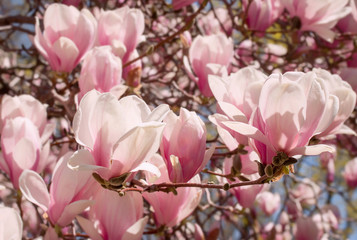 Obraz premium Tulpen-Magnolie