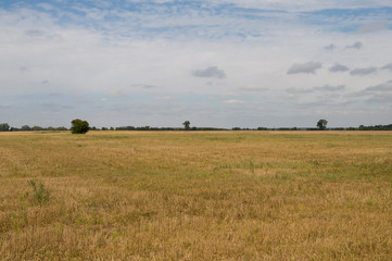 Meadow in the early autumn. Dry plants around. Green trees far away. Morning